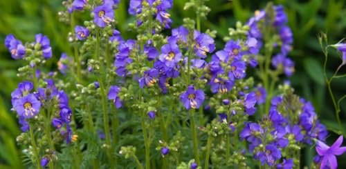 1 Pack of 300 SEEEDS Jacobs Ladder - Polemonium Caeruleum