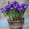 Bulbes de crocus au safran pour la plantation (20, violet)
