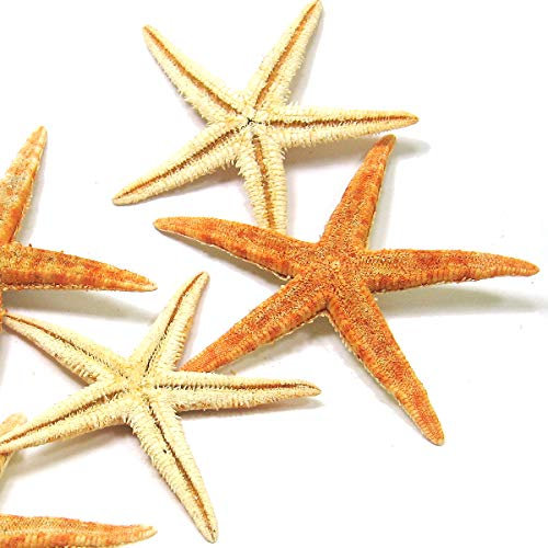 MGS SHOP SEESTERN - Mix 15er - Set echte XXL Seesterne Deko - Starfish im Karton zum Dekorieren