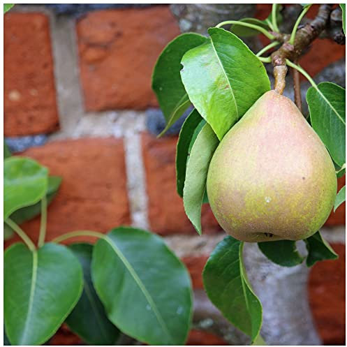 Doyenne Du Comice Pear Tree 4-5ft, Dessert Pear with Fine Flavour 3fatpigs®