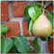 Doyenne Du Comice Pear Tree 4-5ft, Dessert Pear with Fine Flavour 3fatpigs®