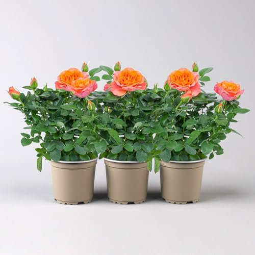 Rose 'Bengali Kordana® Grande' orange-apricot, Topf-Ø 10,5 cm, 3er-Set