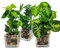 Aisamco Ensemble de 3 Plantes artificielles Faux Verdure de Table avec des Pots en Verre Clair Plantes en Soie dans Un Vase en Verre Faux Verdure Plantes en Pot pour la décoration intérieure
