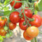 Tomatensamen Tigerella für ca. 20 Pflanzen - alte gestreifte Sorte, angenehmes Aroma