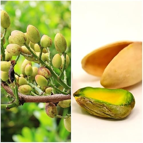 Planta de Pistachero Injertado. Hembra. Necesita un macho para produción de fruto Pistacho. Frutos deliciosos y saludables, es resistente y embellece tu jardín con poco cuidado.