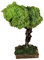 Holyhome Albero per Presepe in Lichene h15 con Base in Legno