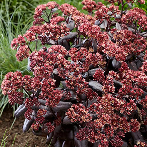 Sedum Touchdown Teak - Orpin | Plante vivace à fleurs caduques pour jardin extérieur.
