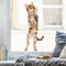 Wandtattoo Loft Fensterbild stehende Katze wiederverwendbar, A4 Bogen, Fensteraufkleberl, Selbstklebende Fenstersticker, Abziehbilder, Fensterdeko,