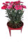 Clavel Chino (Dianthus Chinensis) Natural Flores de Exterior Coloridas