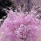 20Pcs Semi di fiori di ciliegio Giardino Ornamento di fiori Home Office Bonsai Decor Semi per piantare giardini Semi di fiori di ciliegio