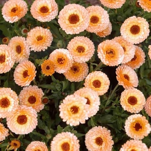 Ringelblume, Calendula ‚Apricot beauty’ 100 Samen
