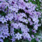 1 pcs clematis winterhart mehrjährig zwiebeln - Klematis - seltene pflanzen winterharte pflanzen für garten blumen pflanzen für draußen winterhart rankpflanzen winterhart garten blumen