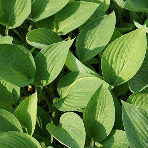 Blumixx Stauden Hosta x fortunei 'Hyacinthina' – Funkie, hellviolett blühend, winterharte Staude, pflegeleicht, für Schattengarten