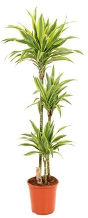 DRACENA LEMON LIME 3 TRONCOS 90-45-15 CM | MACETA 24 CM | ALTURA 120-130 CM | PLANTA NATURAL