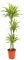 DRACENA LEMON LIME 3 TRONCOS 90-45-15 CM | MACETA 24 CM | ALTURA 120-130 CM | PLANTA NATURAL