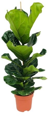 Bloomique - Ficus Lyrata - Figuier lyre - Plante d’intérieur - Dépolluante - Facile d’entretien - Pot 21 cm - Hauteur 80-100 cm