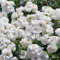 Rose 'Climbing Iceberg' (Climbing) - Elegant White Roses with Long-Lasting Blooms, Perfect for Arbors and Trellises, 2X 3 Litre Pot by Thompson & Morgan