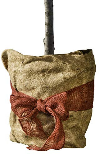 Windhager Jute Winterschutz Vliesmatte ÖKO, Thermovlies, Kälteschutz Pflanztopf, Frostschutz für Pflanzen, 300 g/m², 0,5 x 4 m, 07521