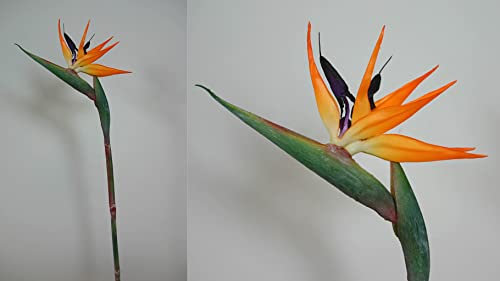 Seidenblumen Roß Strelitzie Latex 80cm IG Künstliche Papageienblume Paradisvogelblume Kunstblumen Strelitzia
