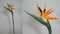 Seidenblumen Roß Strelitzie Latex 80cm IG Künstliche Papageienblume Paradisvogelblume Kunstblumen Strelitzia