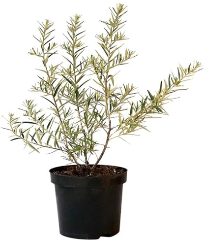 Askola weiblicher Sanddorn Pflanze Hippophae rhamnoides vitamin C reiche Früchte