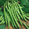 Pianta di bosso coreano da 25 pezzi:Seeds Only