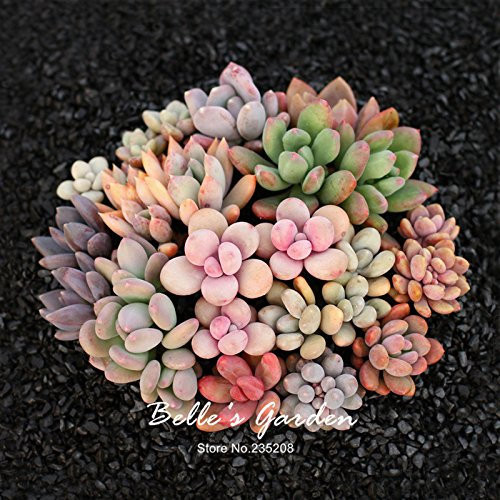 100 seltene graptopetalum amethystinum Fetthenne Samen Scorpion Sukkulenten Pflanzen Innen Home Garden Bonsai Samen Flower