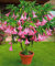 impianto Bonsai 100pcs NANO Brugmansia suaveolens Flamenco angelo & # 39; s Trombe!