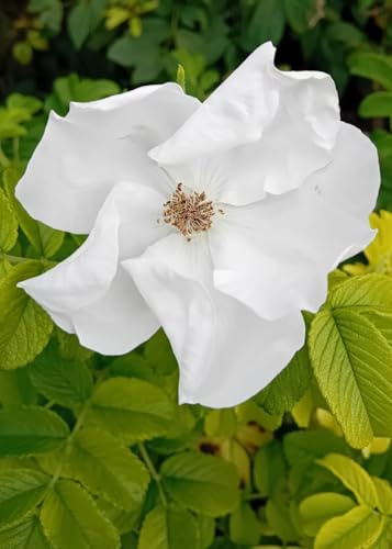 Wild - Rose Rosa Rugosa alba duftende Apfelrose weiß 40-60 cm