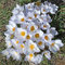 Bulbes de crocus au safran pour la plantation (15, blanc)
