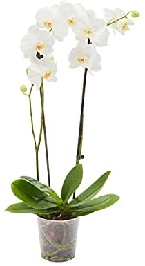 AIRY Orchidee (Phalaenopsis) • 2 Rispen • Luftreinigende Pflanze • Topf-Ø ca. 12cm, Höhe mit Topf ca. 60cm • Zimmerpflanze in gärtnerischer Qualität • Sicherer Pflanzenversand • Deutsche Gärtnerei