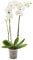 AIRY Orchidee (Phalaenopsis) • 2 Rispen • Luftreinigende Pflanze • Topf-Ø ca. 12cm, Höhe mit Topf ca. 60cm • Zimmerpflanze in gärtnerischer Qualität • Sicherer Pflanzenversand • Deutsche Gärtnerei