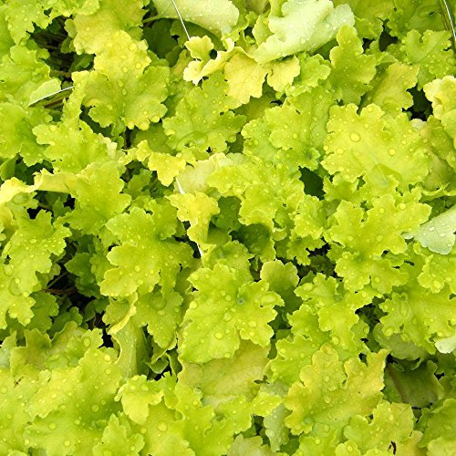 Heuchera Lime Marmalade Coral Bells Alum Root Hardy Outdoor Evergreen Flowering Perennial Garden Plants in Plant Pot (3 Litre Pot, 30-40cm)
