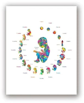 Schwangere Frau Kunst Leinwand Gemälde Bilder Arzt Geburtshelfer Geschenk, Embryo Entwicklung Aquarell Kunst Poster Druck Wand Dekor A3 40X50Cm Kein Rahmen