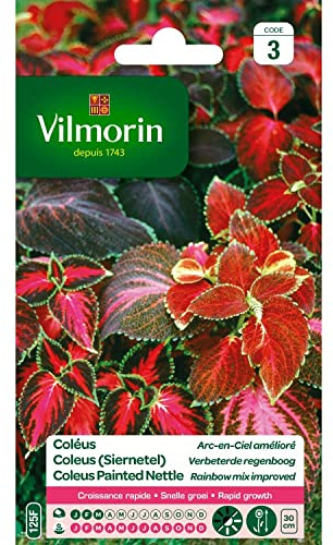 Vilmorin - Coleus Arc-en-ciel amélioré