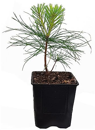 Seedeo® Weymouths Kiefer/Seidenkiefer/Strobe (Pinus strobus) Pflanze ca. 30 cm
