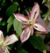 Berg Waldrebe Majorie 60-80cm - Clematis montana