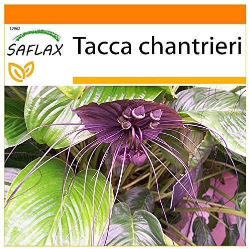 SAFLAX - Garden in the Bag - Fledermausblume - 10 Samen - Mit Anzuchtsubstrat im praktischen, selbst aufstellenden Beutel - Tacca chantrieri