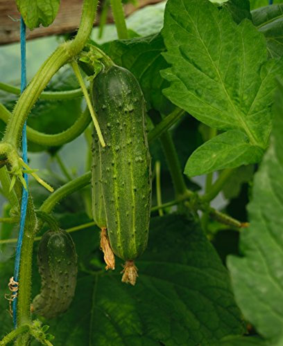 Seedeo® Gurken/Einlegegurke Vorgebirgstrauben (Cucumis sativus L.) ca.30 Samen BIO