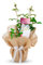 Thank You Rose - Gorgeous Living Gift To Say Thanks to Someone Special - Thank You Plant Gift