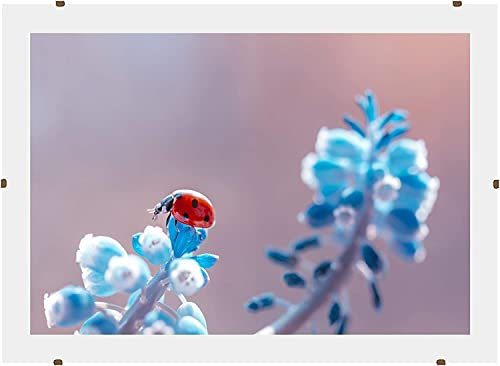 Online-GalleryKing Rahmenloser Bilderrahmen Cliprahmen 64 x 48 cm mit Antireflex Acrylglas und MDF-Holz Rückwand | Foto | Poster | Collage | Rahmen | Alle Größen