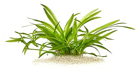 Helanthium bolivianum 'Latifolius' - Mittlere Schwertpflanze in vitro XL - 8,5cm Bechergröße - Mittelgrund Wasserpflanzen für Aquarien