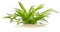 Helanthium bolivianum 'Latifolius' - Mittlere Schwertpflanze in vitro XL - 8,5cm Bechergröße - Mittelgrund Wasserpflanzen für Aquarien