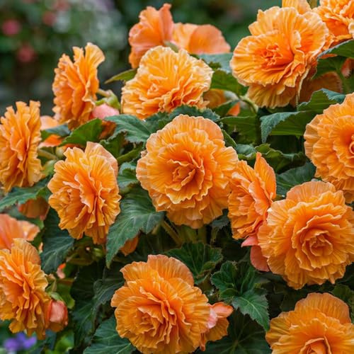 Begonie Picotee - Orange - Blumenzwiebeln Mehrjährig - 5 Zwiebeln