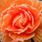 Begonie Picotee Orange, 5 Begonien knollen aus Holland, Echte Blumenampel Begonien Pflanzen (keine Samen und nicht künstlich), mehrjährig für Töpfe und Balkone, nicht winterhart
