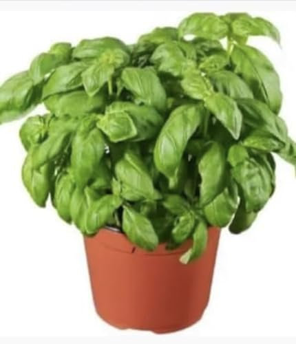Pianta di Basilico in Vaso, Coltivata in Italia MADE IN ITALY BELLISSIMA