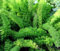 ASPARAGI FOXTAIL FERN Asparagus densiflorus meyeri - 60 Semi Bulk