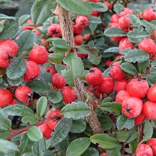 6x Teppichmispel 'Coral Beauty' - Cotoneaster seucicus 'Coral Beauty' - Topf 9x9cm