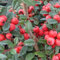 6x Teppichmispel 'Coral Beauty' - Cotoneaster seucicus 'Coral Beauty' - Topf 9x9cm