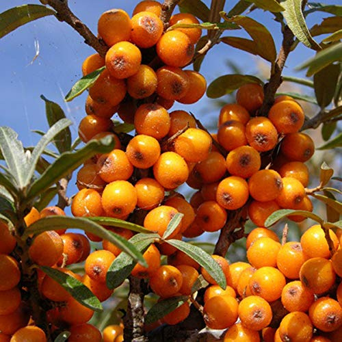Hippophae Rhamnoides- Argousier 60-80 cm en conteneur